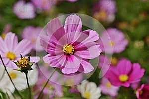 Oil Paint paper Dark Pink white Cosmos Flowers