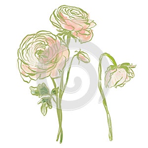 Oil painting abstract flower bouquet of pink ranunculi. Hand painted floral composition of wildflower isolated on white