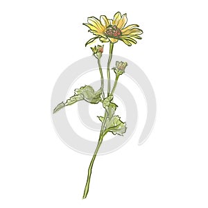 Oil painting abstract flower bouquet of yellow helenium. Hand painted floral composition of wildflower isolated on white