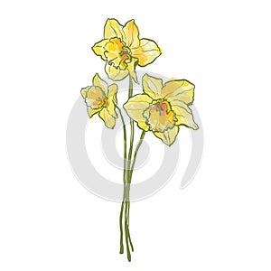 Oil painting abstract flower bouquet of yellow narcissus. Hand painted floral composition of wildflower isolated on