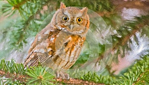 Oil Painting of screech owl,AI