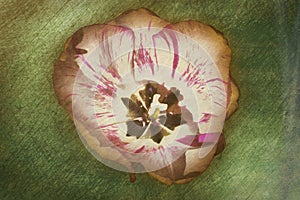 Oil painting tulip