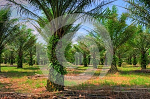 Aceite palmera cultivo 