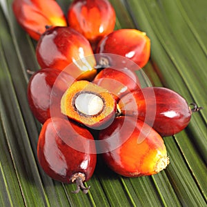 Oil palm fruit