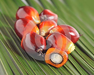 Oil palm fruit