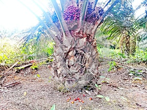 Oil palm fruit that is feasible be harvested