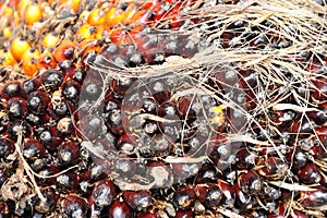 Oil Palm fruits background
