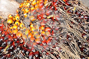 Oil Palm fruits background