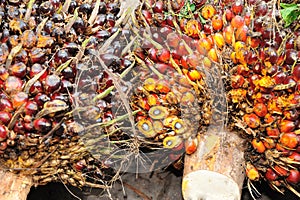 Oil Palm fruits background