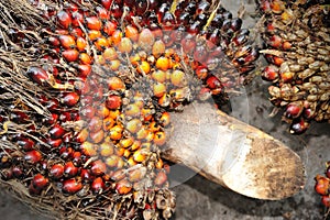 Oil Palm fruits background