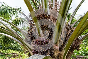 Oil palm fruits of Kimanis Estate, Sabah, Malaysia