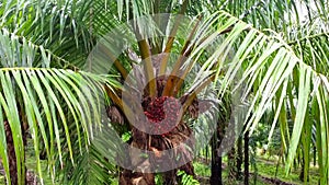 Oil Palm Fruits in the tree1