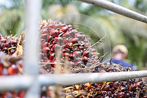 Oil palm kernel collected by plantation workers and placed by side of plantation in mini truck. Ready ship to palm oil industry