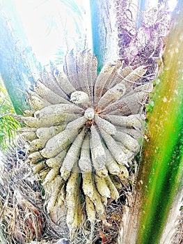Oil palm male flowers