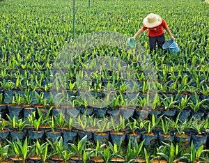 Oil palm nursery