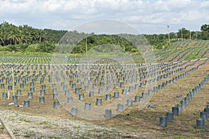 Aceite palmera jardín de infancia plantación colina 