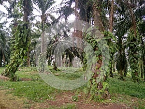 Oil palm is a plant species that belongs to the genus Elaeis and the order Arecaceae.
