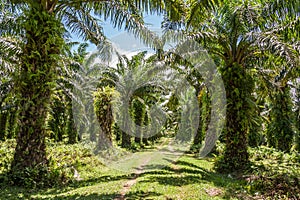 Oil palm plantation