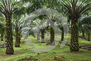 Oil palm plantation