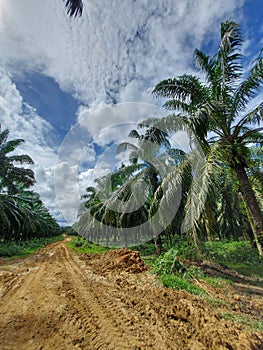 Oil palm plantation against cloudy sky. Muddy road between palm trees. In Aceh - Indonesia, Januari 2021