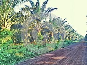 Oil palm plantation on Kalimantan Indonesia