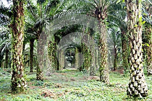 Oil palm plantation with mature trees