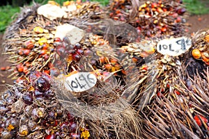 Oil palm plantation with mature trees