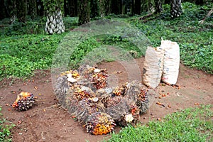 Oil palm plantation with mature trees