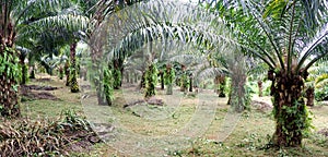 Oil palm plantation with mature trees