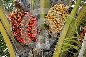 Oil palm plantation for oil extraction