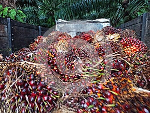 Palm oil or Oil palm plantation at Sebatik Island, Tawau, Sabah, Malaysia photo