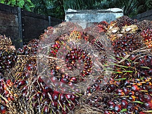Palm oil or Oil palm plantation at Sebatik Island, Tawau, Sabah, Malaysia photo