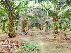 Oil palm plantations