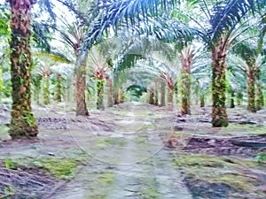 Oil palm plantations
