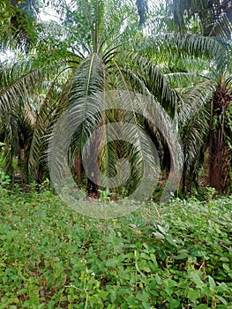 oil palm plantations owned by local residents photo