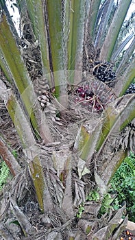 oil palm plants from Kalimantan