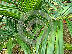 Oil palm plants are widely planted on plantations in East Kalimantan, Indonesia