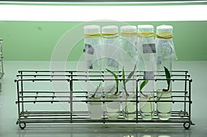 Oil palm seedling with tissue culture method.