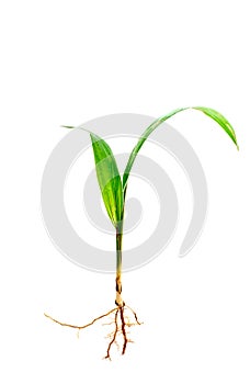 Oil palm sprout with root 1