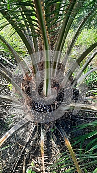 The oil palm tree is only one year and five months old and has not yet produced or is not yet productive.