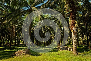 Oil Palm Tree Plantation in Costa Rica