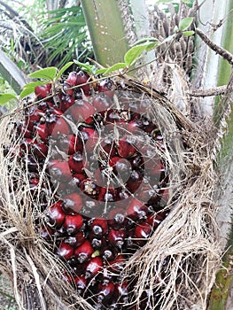 Oil palm tree red colour