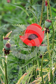 Oil poppy - Papaver somniferum L