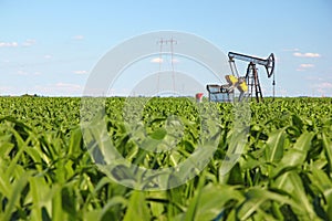 Oil pump jack in a corn field