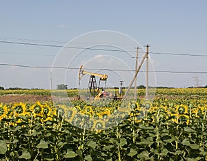 Oil pump jack operating in sunflower field.