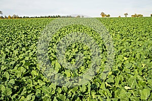 Oil radish, green manure