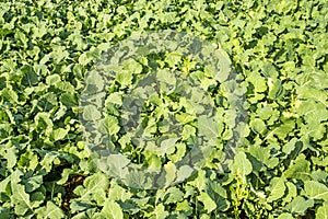 Oil radish, green manure