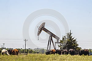 Oil rig pump jack out in field with cows grazing nearby