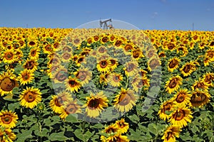 Oil Rig and Sunflower Filed