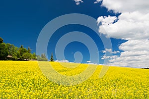 Oil seed field against blue sky